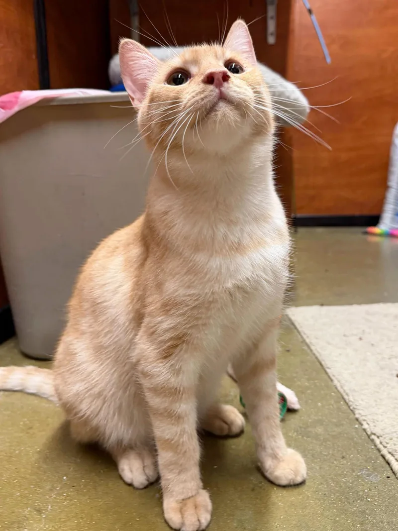 Carl Jr. thumbnail 3