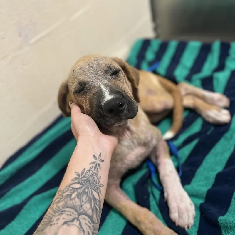 A baby large-sized female Yellow / Tan / Blond / Fawn Coonhound dog named Clover for adoption in Myakka City, FL