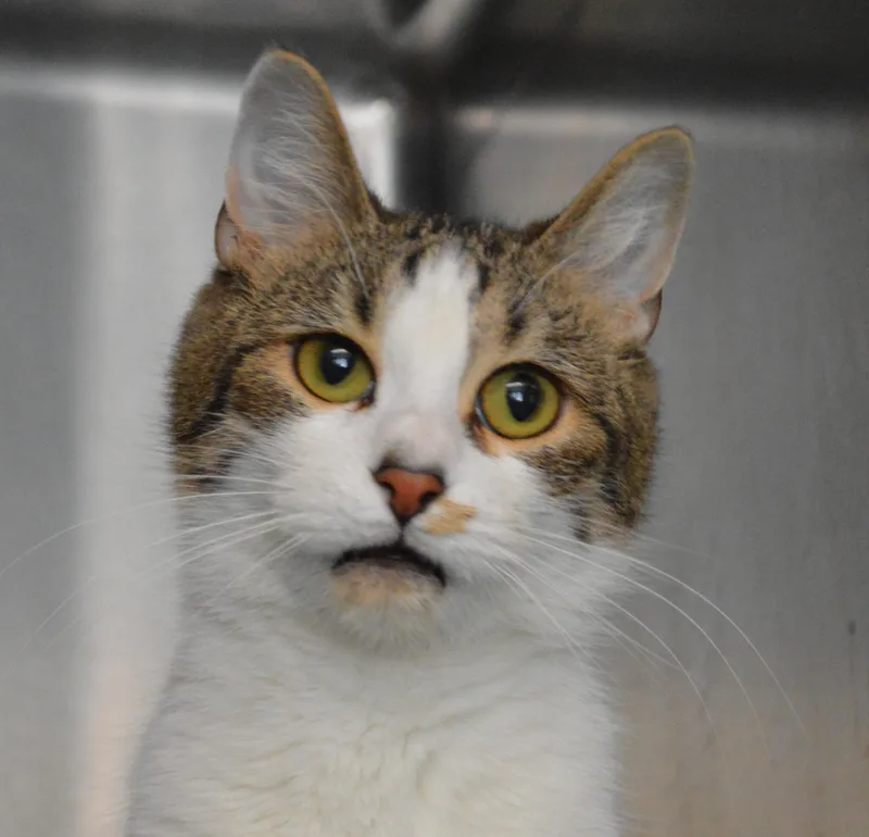 A young medium-sized female Tabby (Brown / Chocolate) Domestic Short Hair cat named Mastadonna for adoption in House Springs, MO
