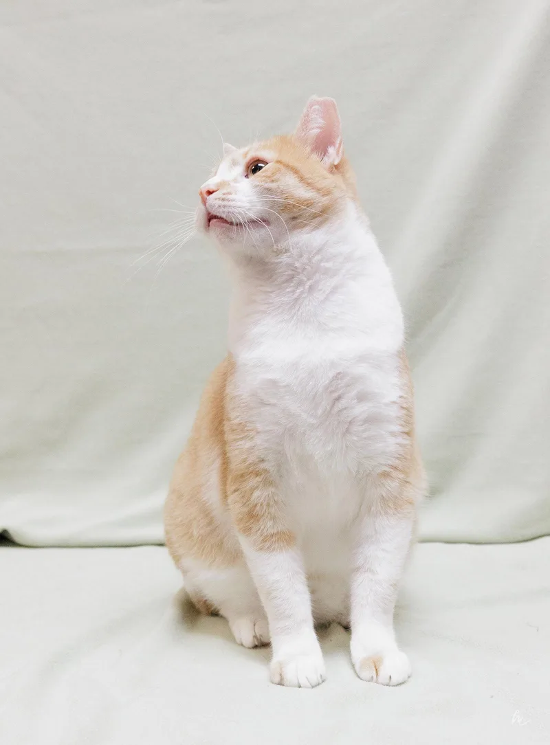 An adult medium-sized male Orange & White Domestic Short Hair cat named Butterscotch for adoption in Cary, NC