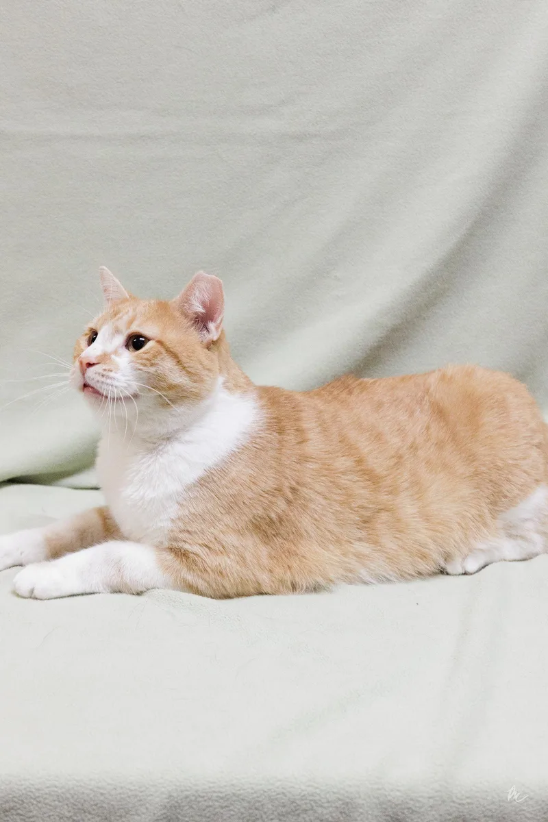 Butterscotch thumbnail 2