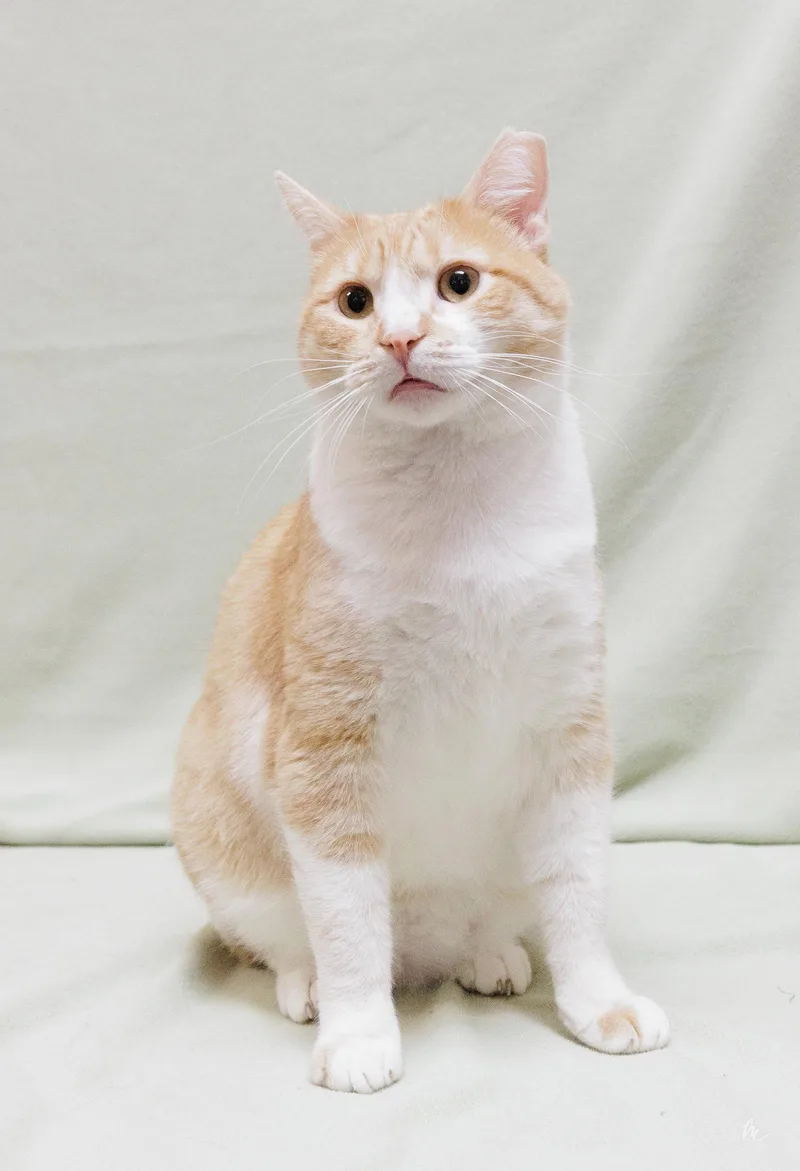 Butterscotch thumbnail 3