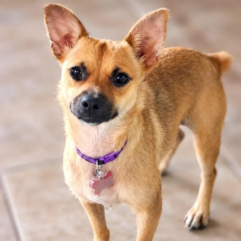 An adult small-sized female Chihuahua dog named Daphney for adoption in Boerne, TX