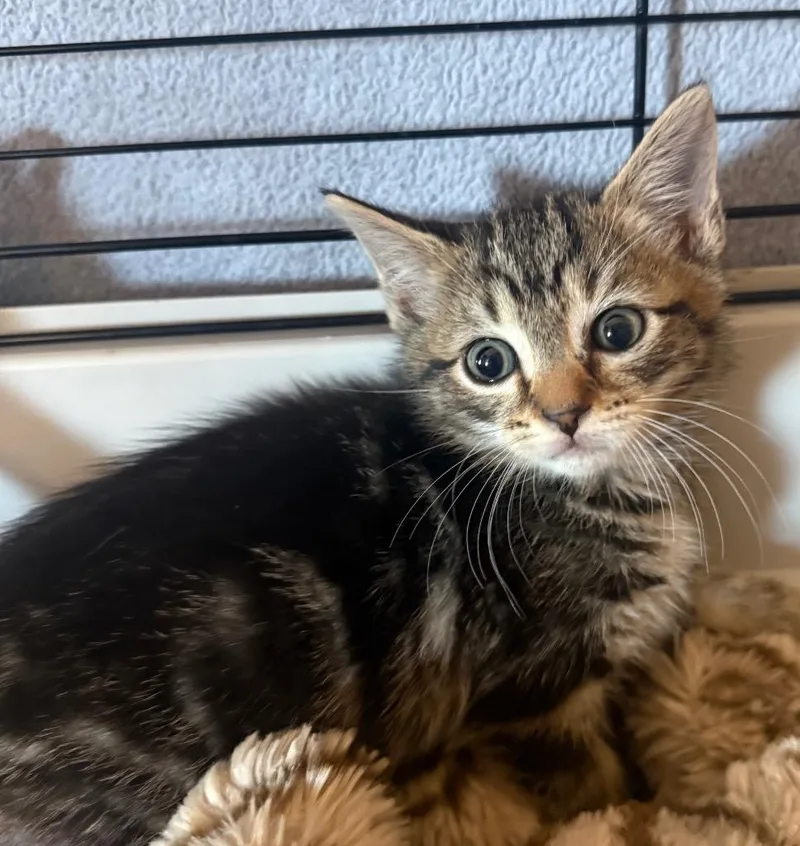 A baby medium-sized male Domestic Short Hair cat named Scar for adoption in Pomona, NY