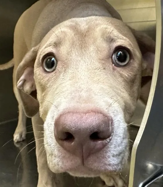 A baby small-sized male Labrador Retriever dog named Theo for adoption in Tucson, AZ