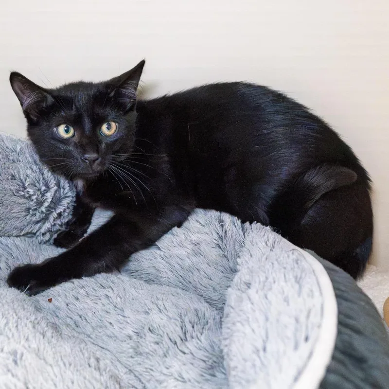 A baby small-sized male Black Domestic Short Hair cat named Galaxy for adoption in South Elgin, IL