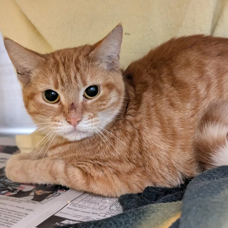 Fauna thumbnail 5