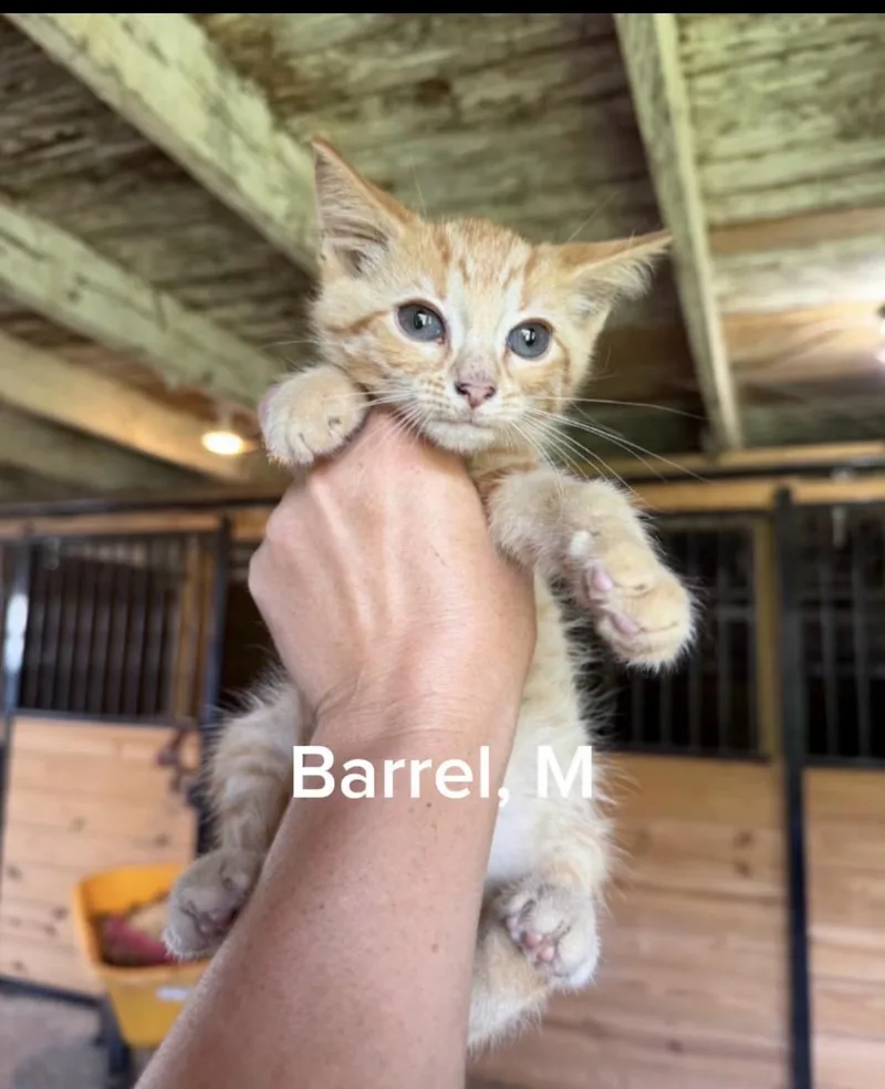 A baby small-sized male Domestic Short Hair cat named Barrel for adoption in Shrewsbury, MA