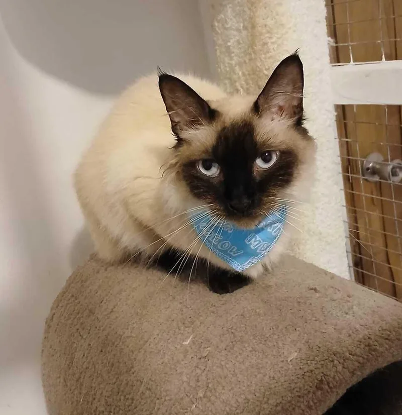 An adult medium-sized female Domestic Short Hair cat named Aba for adoption in Naranjito, PR