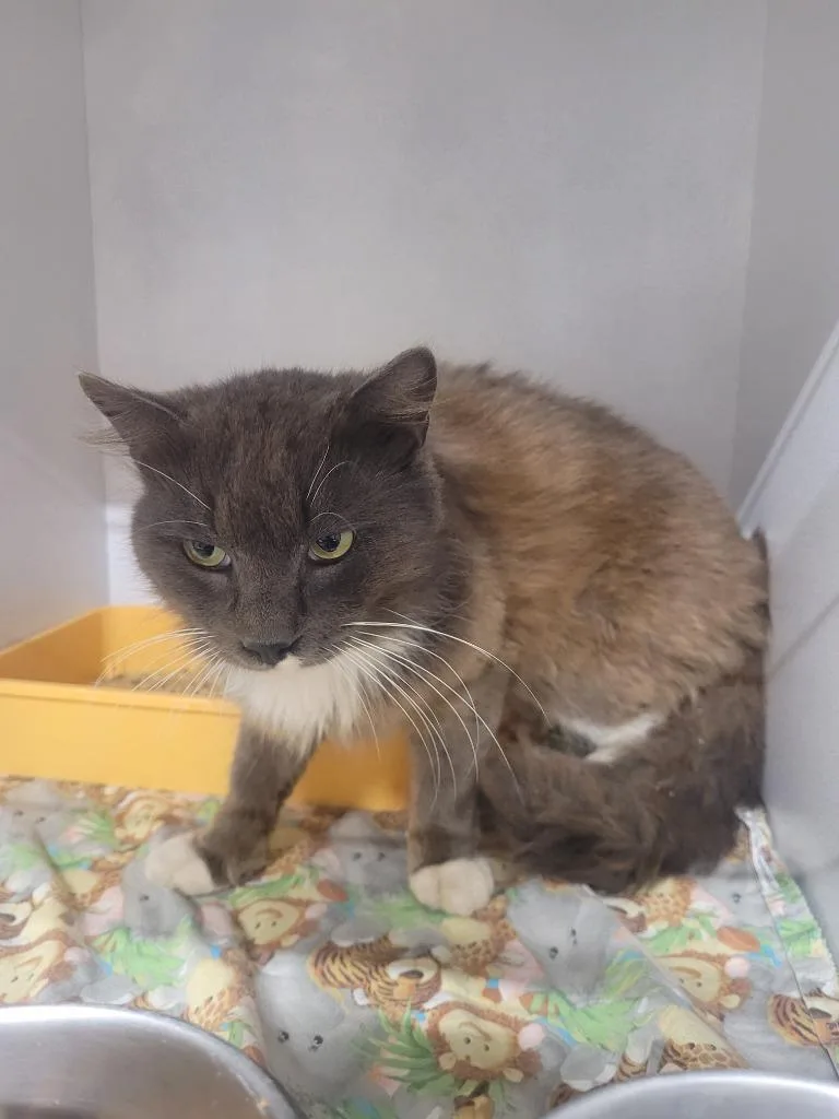 A young large-sized male Domestic Long Hair cat named Bolt for adoption in Huntsville, TX