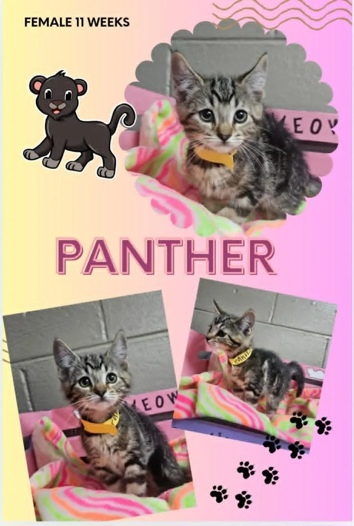 A baby small-sized female Domestic Short Hair cat named Panther for adoption in Blountville, TN