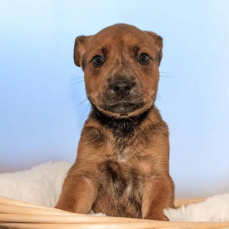 A baby medium-sized male Yellow / Tan / Blond / Fawn Boxer dog named Carter for adoption in Allen, TX
