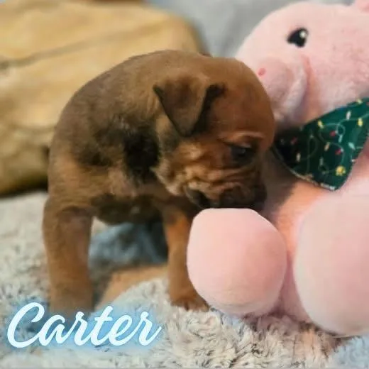 Carter thumbnail 2