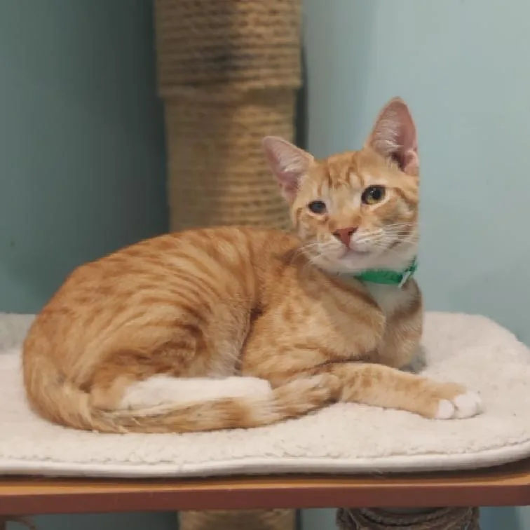 An adult medium-sized male Domestic Short Hair cat named Trix for adoption in Aiea, HI