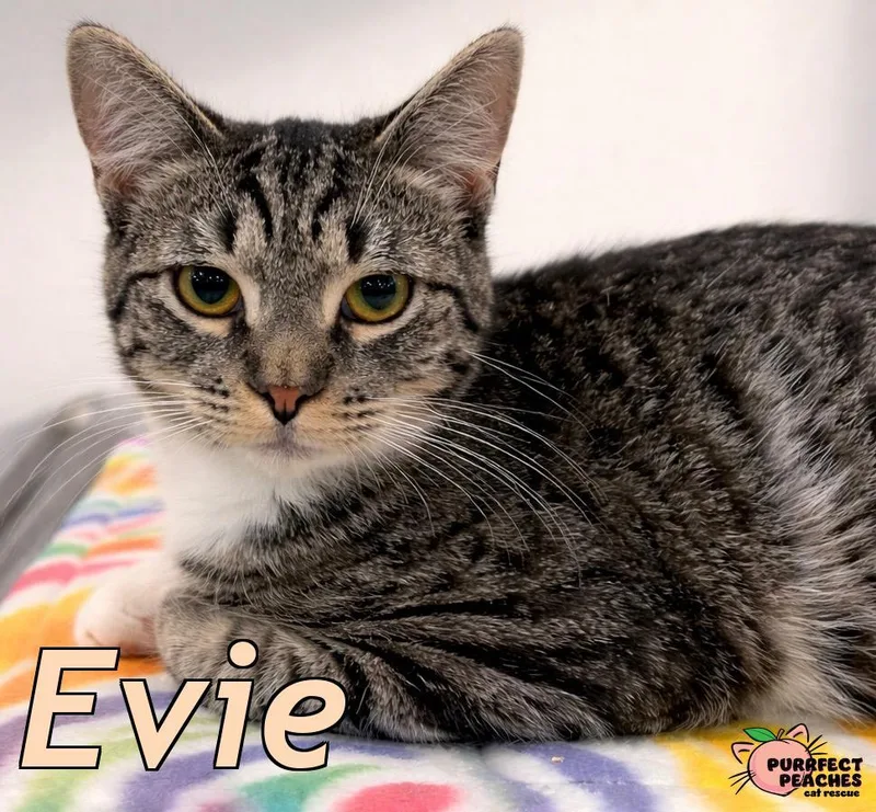 A baby medium-sized female Domestic Short Hair cat named Evie for adoption in Douglasville, GA