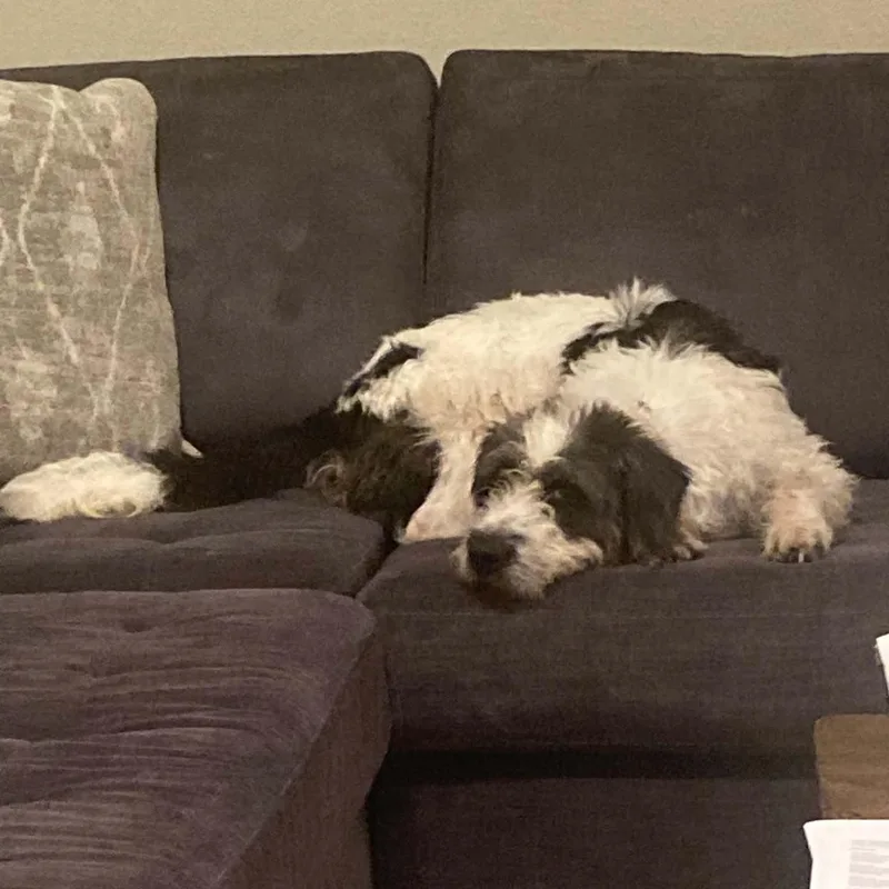 A young medium-sized female Sheepadoodle dog named Petra for adoption in Hartland, WI