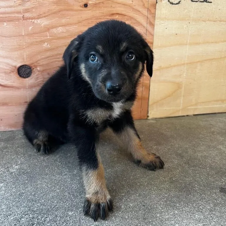 A baby medium-sized female Rottweiler dog named Angie for adoption in McHenry, IL