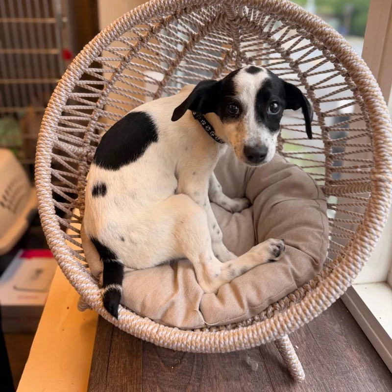 A baby medium-sized female White / Cream Jack Russell Terrier dog named Cookie for adoption in Pasadena , MD