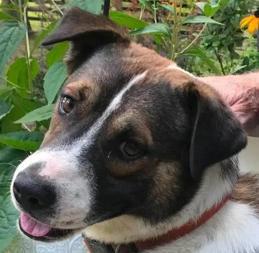 A young large-sized male German Shepherd Dog dog named Buddy COURTESY LISTING for adoption in Cookeville, TN