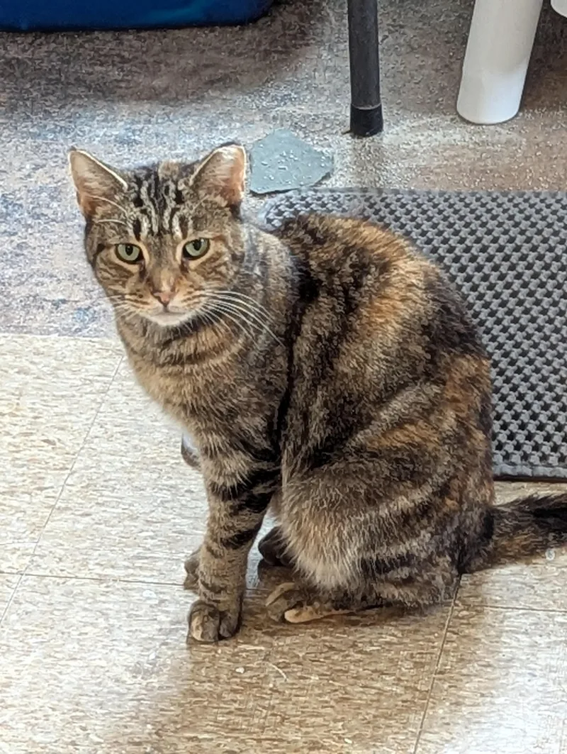 Mabeline  Marbled Tabby thumbnail 2