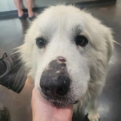 A senior large-sized male Mixed Breed dog named Hardware for adoption in Memphis, TN
