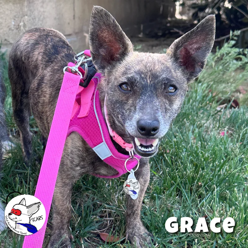 An adult small-sized female Brindle Chiweenie dog named Grace for adoption in Glendora, CA