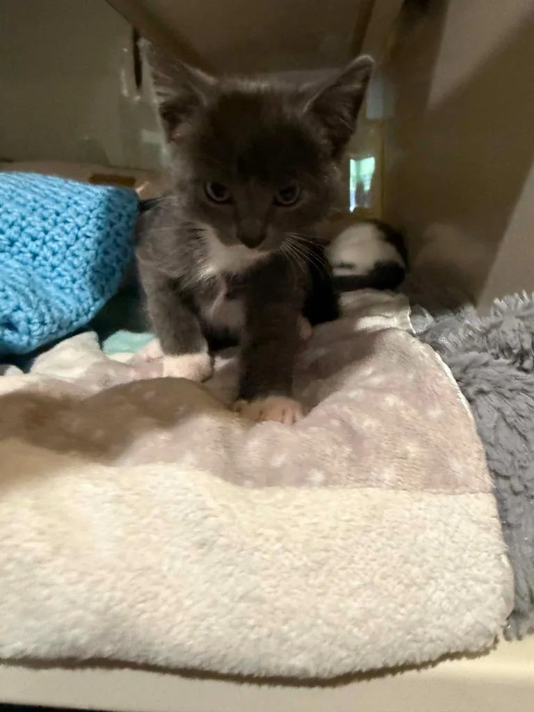 A baby medium-sized male Domestic Short Hair cat named W Marlow for adoption in Ashland, WI