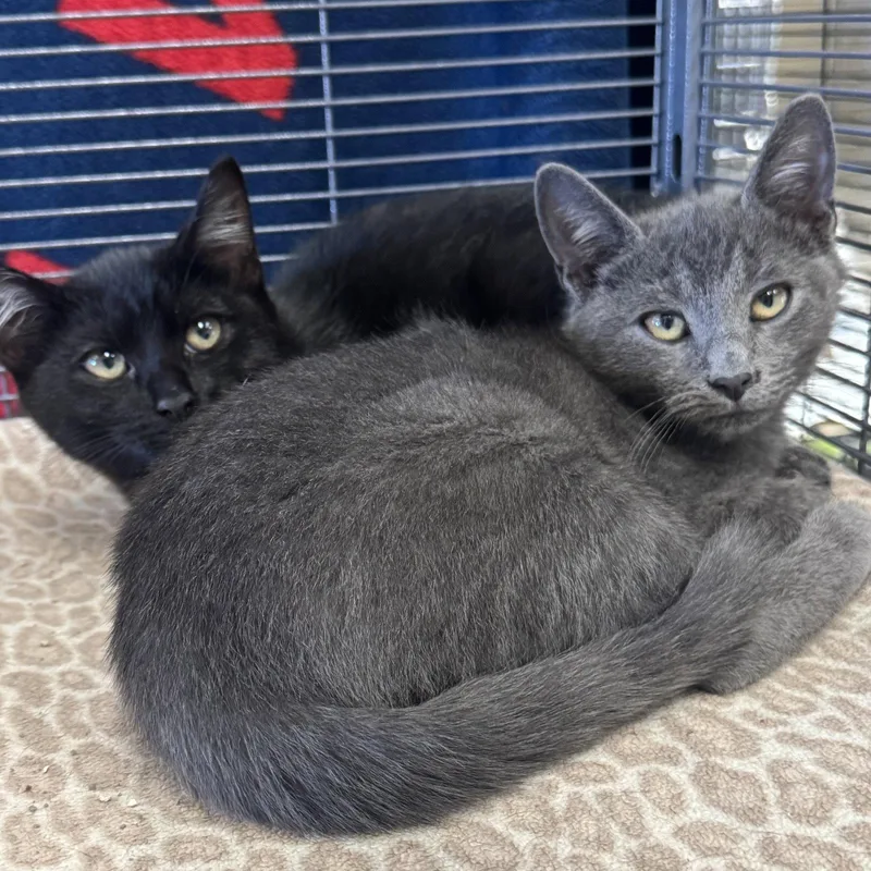 A baby small-sized male Gray / Blue / Silver Domestic Short Hair cat named Charcoal & Midnight for adoption in Winchendon, MA