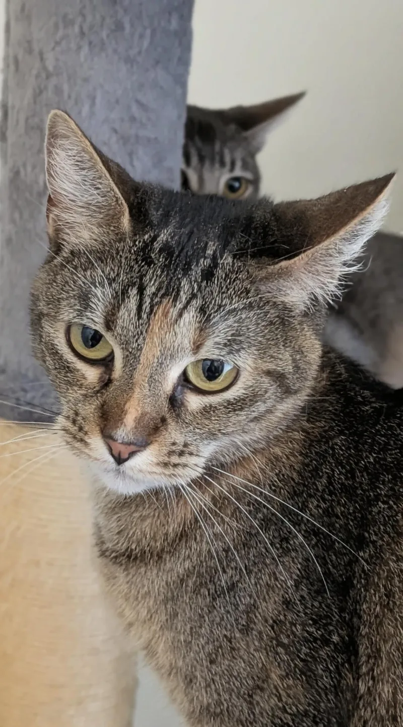A young small-sized female Brown / Chocolate Domestic Short Hair cat named Coco for adoption in La Jolla, CA