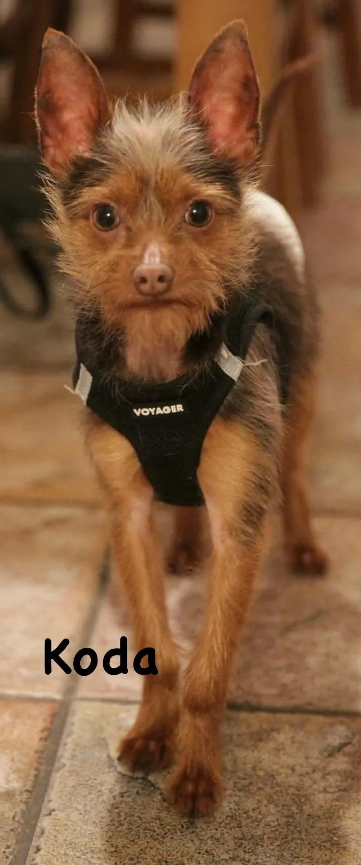 A young small-sized male Bicolor Yorkshire Terrier dog named Koda for adoption in Carrollton, TX