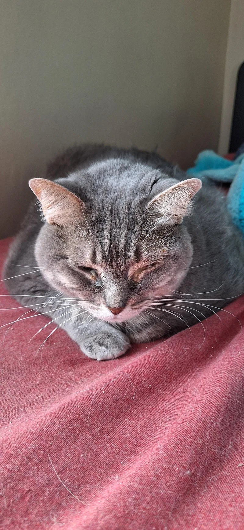 A young medium-sized female Domestic Short Hair cat named Luna for adoption in Northfield, OH