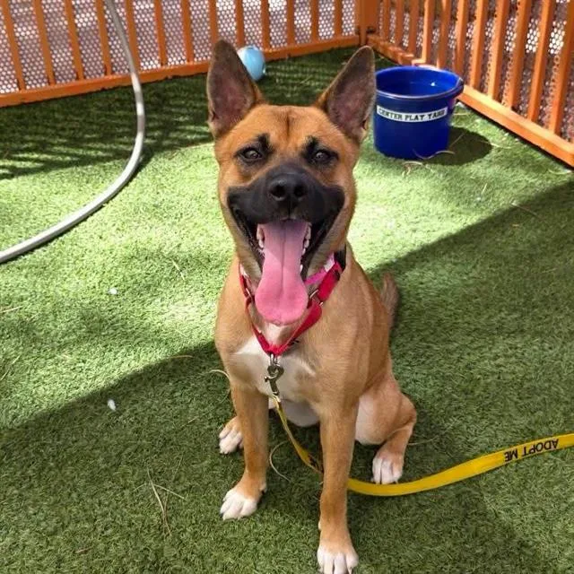 A young medium-sized female Black Mouth Cur dog named Dandelion for adoption in Las Vegas, NV