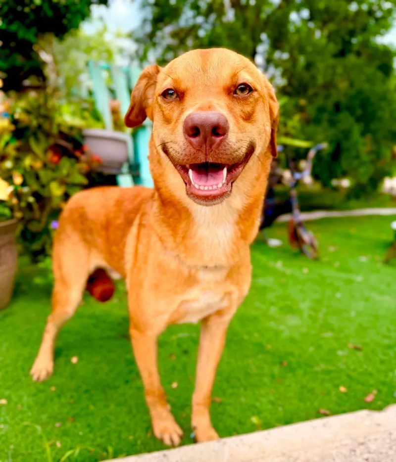 A young medium-sized male Apricot / Beige Canaan Dog dog named Johnny for adoption in Gregory, TX