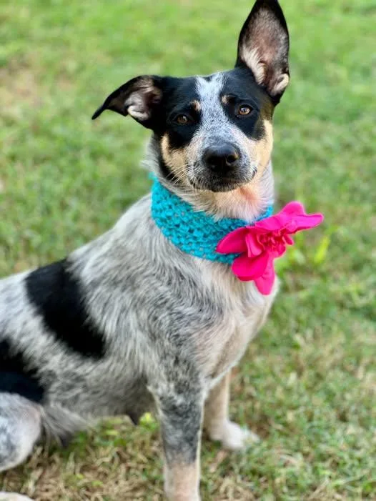 A young medium-sized female Australian Cattle Dog / Blue Heeler dog named Feyre for adoption in McKinney, TX