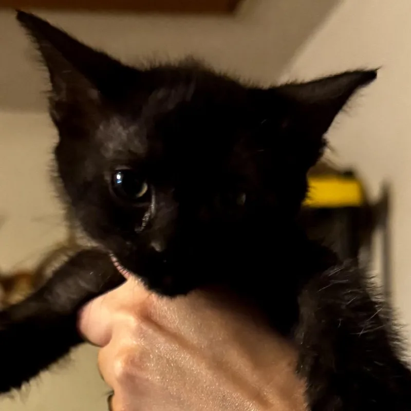 A baby small-sized female Black Domestic Short Hair cat named Wonder Woman for adoption in Midland, TX