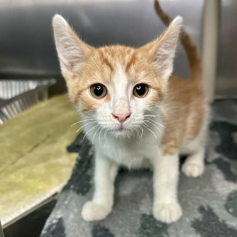 A baby small-sized male Orange / Red Domestic Short Hair cat named Ness for adoption in Matteson, IL