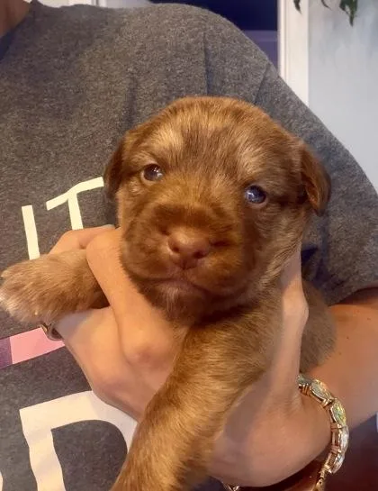 A baby small-sized male Poodle dog named RileyShane for adoption in Fort Worth, TX