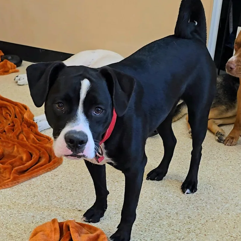 A young medium-sized male Black Labrador Retriever dog named Slug for adoption in Palm Springs, CA