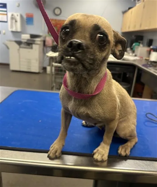 A young small-sized female Pug dog named Abby for adoption in Phoenix, AZ