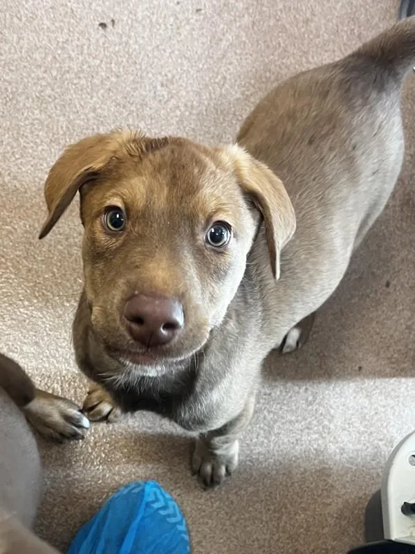 A baby small-sized female Labrador Retriever dog named Jupiter for adoption in Healdsburg, CA