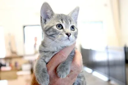 A baby small-sized female Domestic Short Hair cat named Glad for adoption in Brunswick, GA