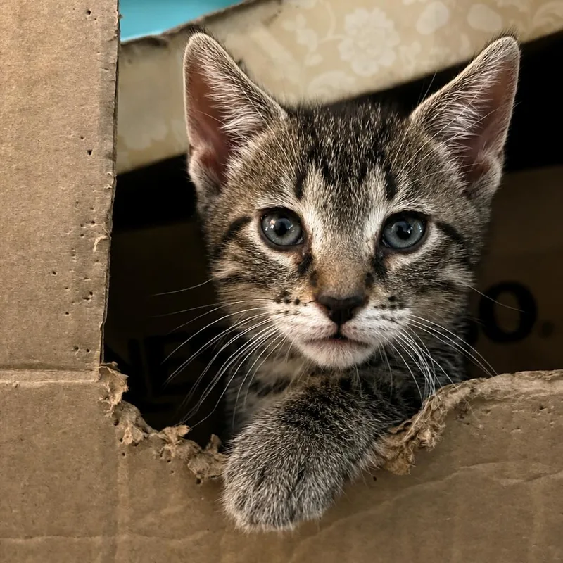 A baby small-sized male Brown / Chocolate Domestic Short Hair cat named Xbox for adoption in Austin, TX