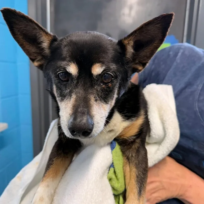 A senior small-sized female Terrier dog named Pearl for adoption in Camden, TN