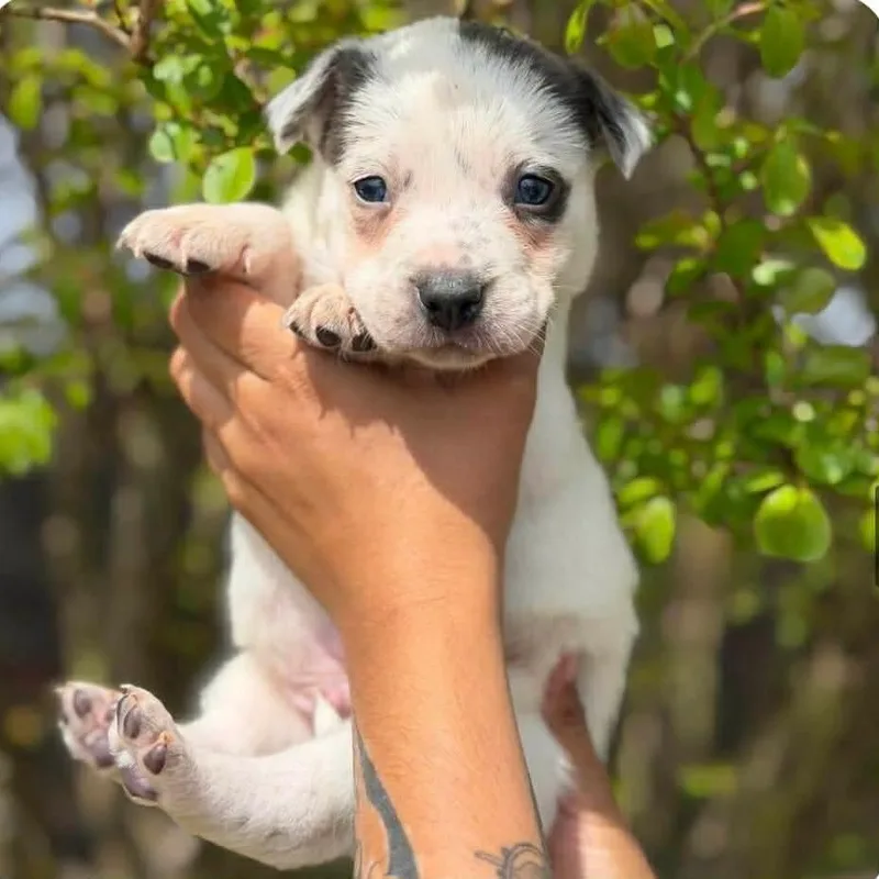 A baby small-sized male White / Cream Mixed Breed dog named Ramones for adoption in Buffalo, MN