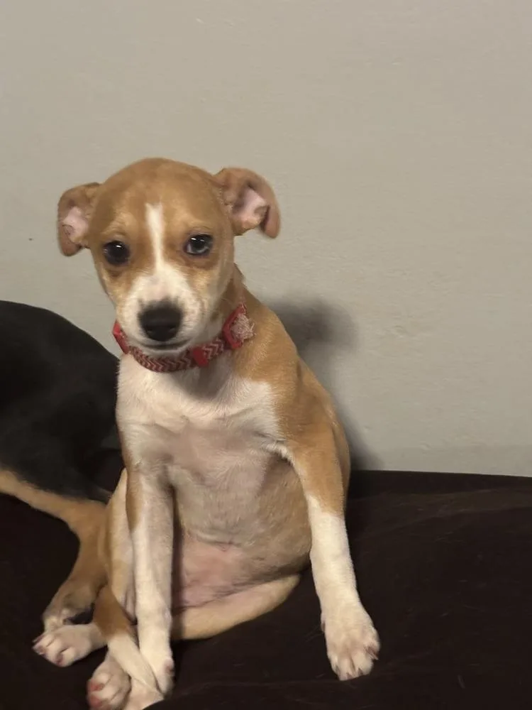 A baby small-sized female Terrier dog named Penelope for adoption in Plymouth, MI