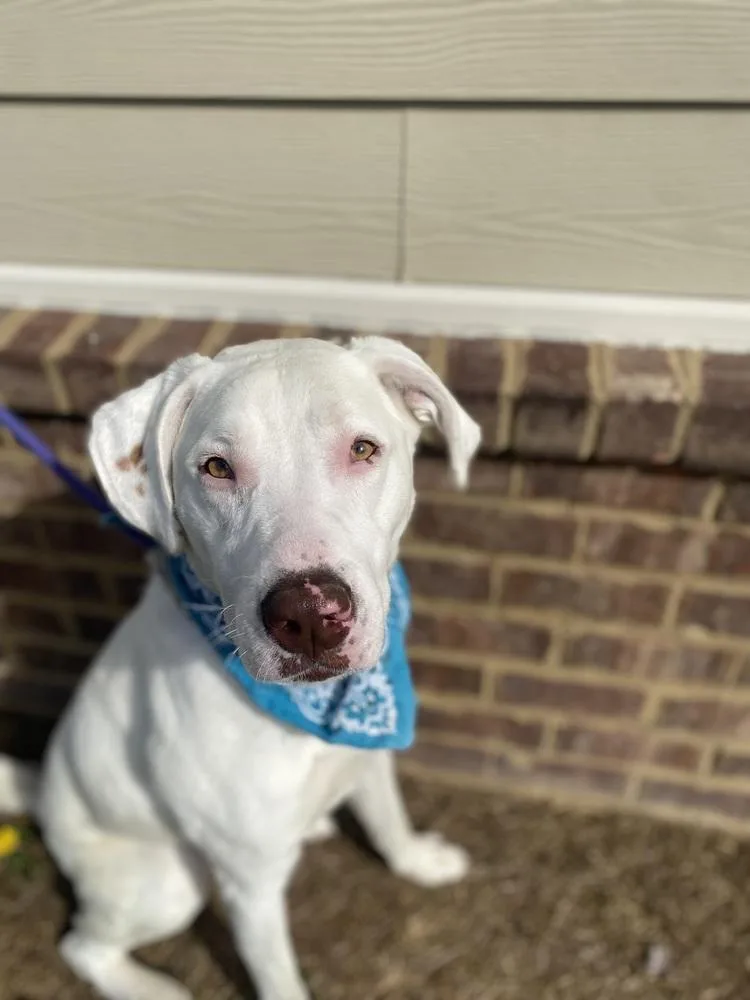 A young large-sized male Tricolor (Brown, Black, & White) Mixed Breed dog named Lumere for adoption in Dickson, TN