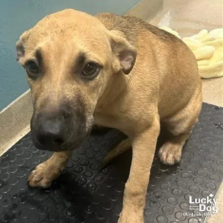 A young medium-sized male Shepherd dog named Jonathan for adoption in Washington, DC