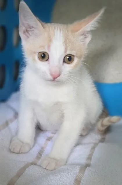 A baby small-sized male Domestic Short Hair cat named Adam for adoption in Honolulu, HI