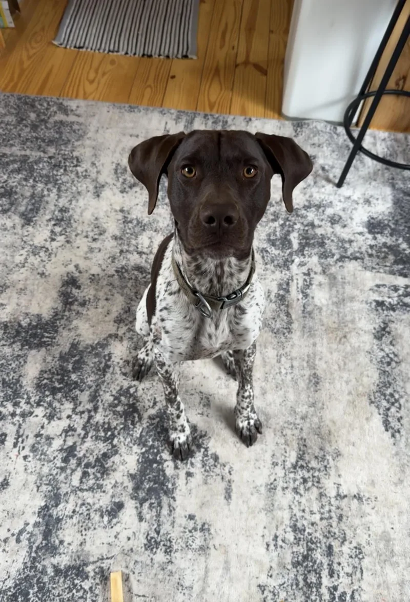 A young medium-sized male German Shorthaired Pointer dog named Bandit for adoption in Tewksbury, MA