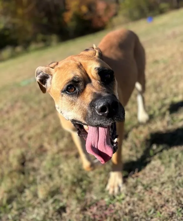 An adult extra large-sized female Boerboel dog named Scooby for adoption in Virginia Beach, VA